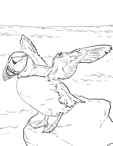 Atlantic Puffin  Coloring Page